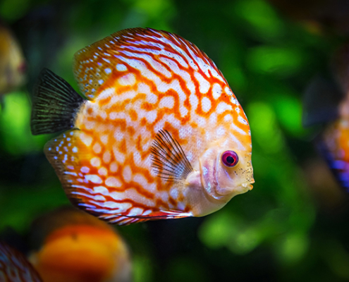 discus fish