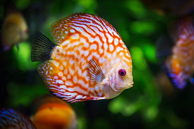 discus-fish