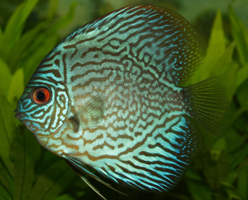 discus fish