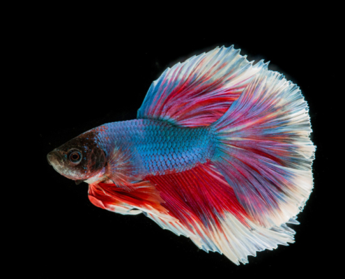 fighting fish