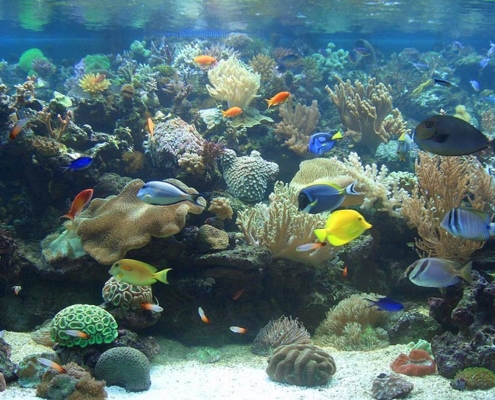 Aquarienwelten