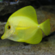 hawaii-doktorfisch-zebrasoma-flavescens