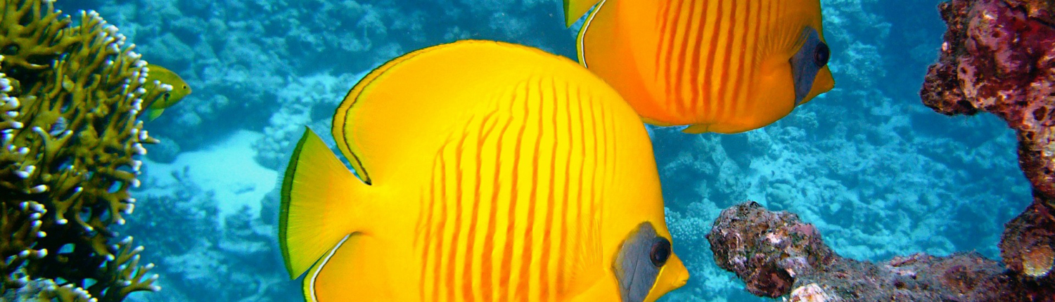 lemon butterfly-fish