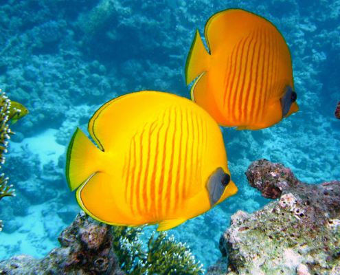 lemon butterfly-fish